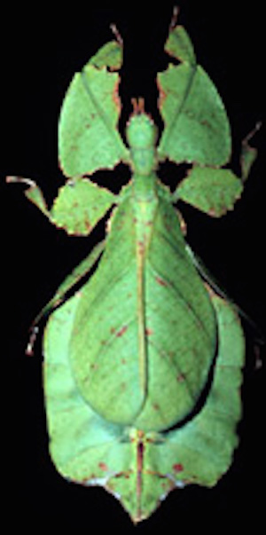 Leaf insect. ©Getty Images