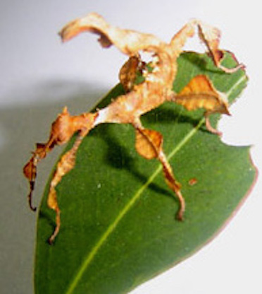 Spiny stick insect. ©Getty Images