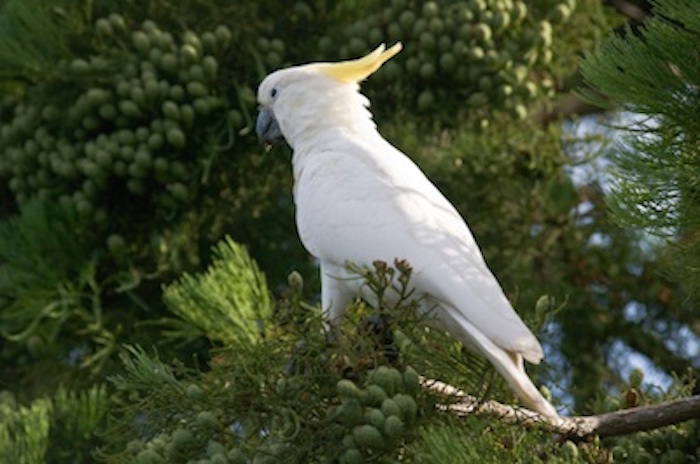 Sulphur-crested cockatoo with crest closed ©Getty Images