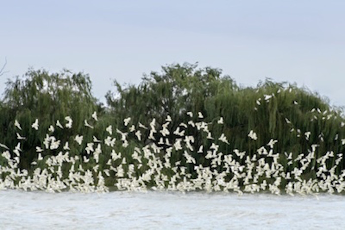 A flock of wild sulphur-crested cockatoos. ©Getty