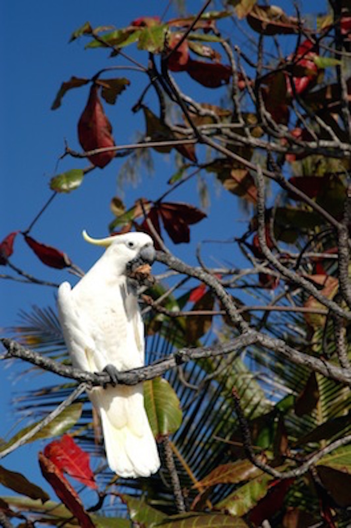 Wild cockatoo feeding in a tree. Getty Images