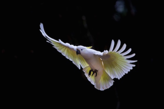 When the sulphur-crested cockatoo flies, the yellow feathers under the wings and tail can be seen. ©Getty