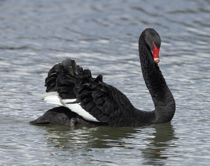 Black swans kept Major Mitchell awake one night so he named the place Swan Hill. © Getty Images