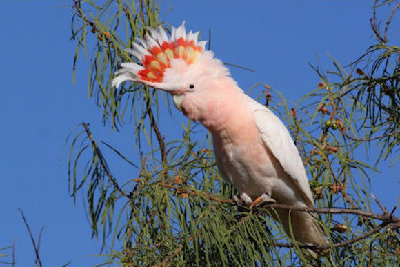 A Major Mitchell's cockatoo, named for Mitchell.