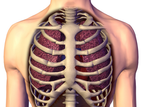 Internal organs such as the lungs and the heart are protected by the ribs. Getty Images