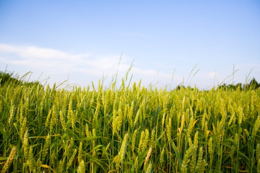 Australia produces large amounts of wheat and sells some of it to other countries. © Getty Images