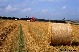 A combine harvester cuts down the plants and separates the grain from the rest of the plant. The straw or hay is used to feed farm animals.
