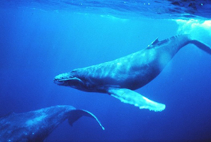 Humpback whales are easily recognised by their long narrow fins. ©Getty Images