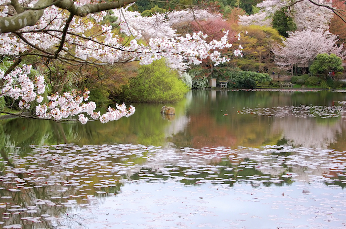 A pond in a Japanese garden. Getty Images