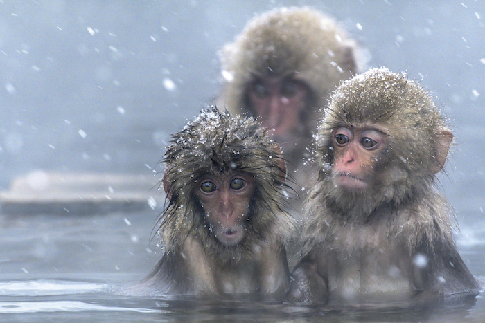 Macaque monkeys in a hot pool. Getty