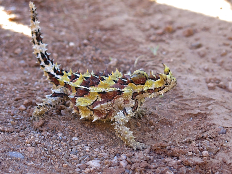 Thorny devil . Can you see the 'false head' bump on the back of its neck? Getty Images