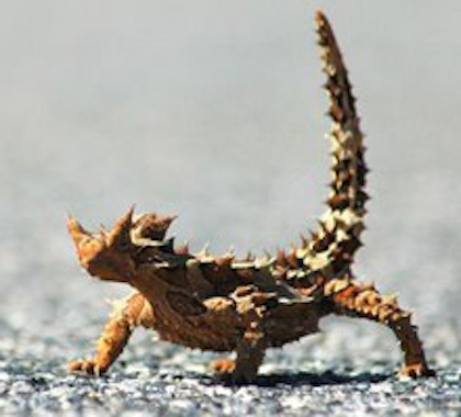 Thorny devils often curl their tails in the air. Getty Images