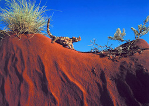 The thorny devil is about 20cm in size. Getty Images