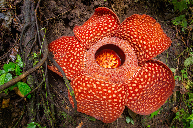 Rafflesia arnoldii © Getty Images