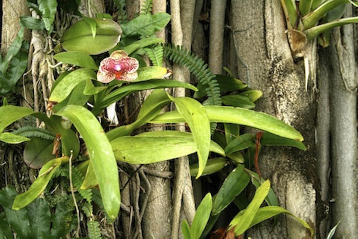 Tropical Rainforest Kidcyber