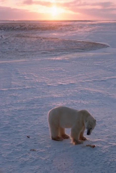 tundrapolarbear_jup.jpg