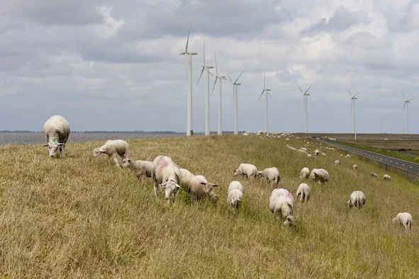 windturbines_sheep_jup.jpg
