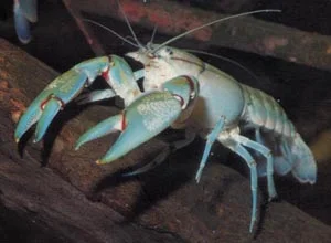 yabby1.jpg