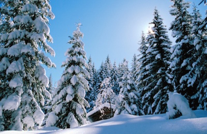 Snow slides off conifer branches. ©Getty Images