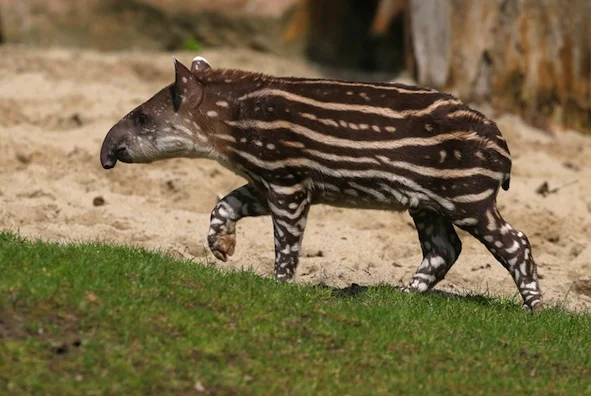 tapirbaby_jup.jpg