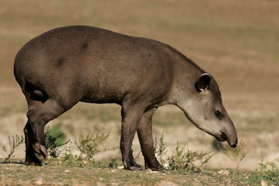 Brazilian tapir ©Getty Images