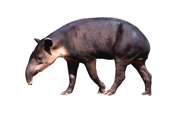 Baird's tapir ©Getty Images