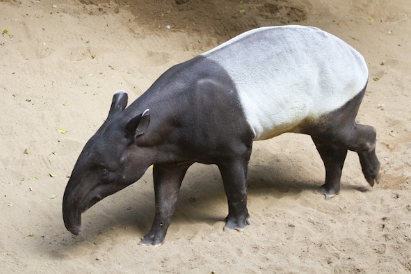 Malayan tapir ©GettyImages