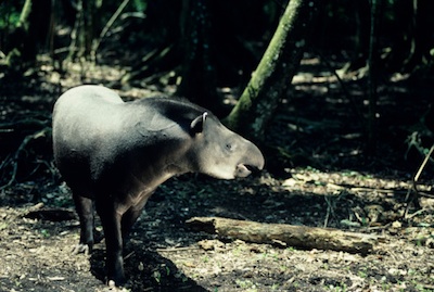 Baird's tapir ©Getty Images