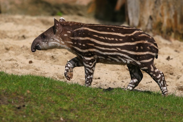 Young tapir ©Getty Images