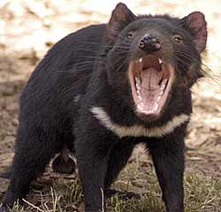 For Tasmanian devils it pays to be nice (AKA reasons not to bite