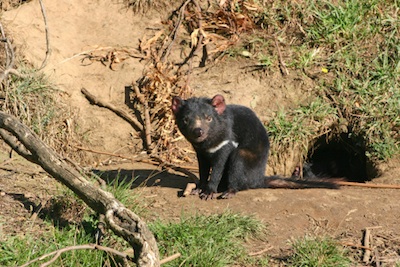 A Tasmanian devil outside its den. ©Getty Images