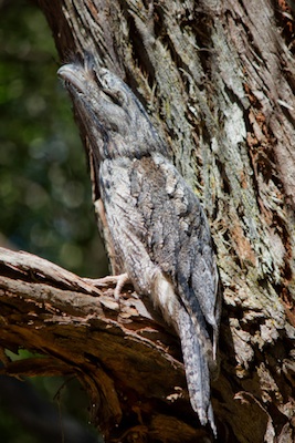 Their camouflage is excellent. ©Getty Images