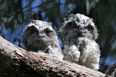Young tawny frogmouths ©Getty Images