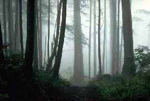 A misty cool-temperate rainforest. ©Getty Images