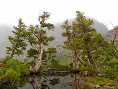 Ancient pencil pines, Tasmania. ©Getty Images