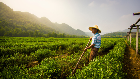 A worker in a tea plantation. Getty Images