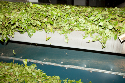 Tea being processed at a factory. Getty Images