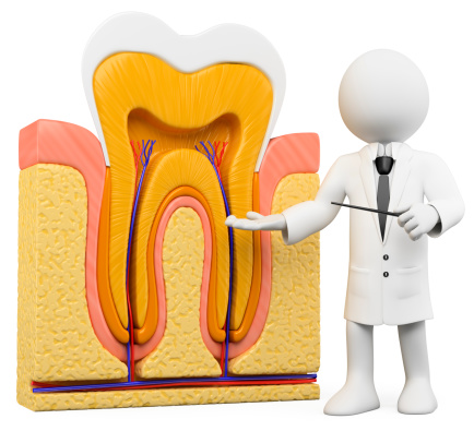 Teeth are made of layers of 4 kinds of tissue: enamel, dentine, pulp, cementum © Getty Images