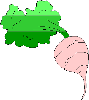 Turnip_drawing.gif