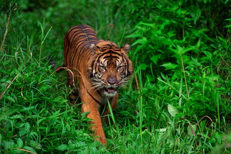 Found only in Sumatran rainforest, the Critically Endangered Sumatran tiger. ©Getty Images