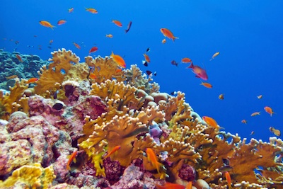 Some reef-building corals are Critically Endangered.