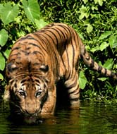 Malayan tiger