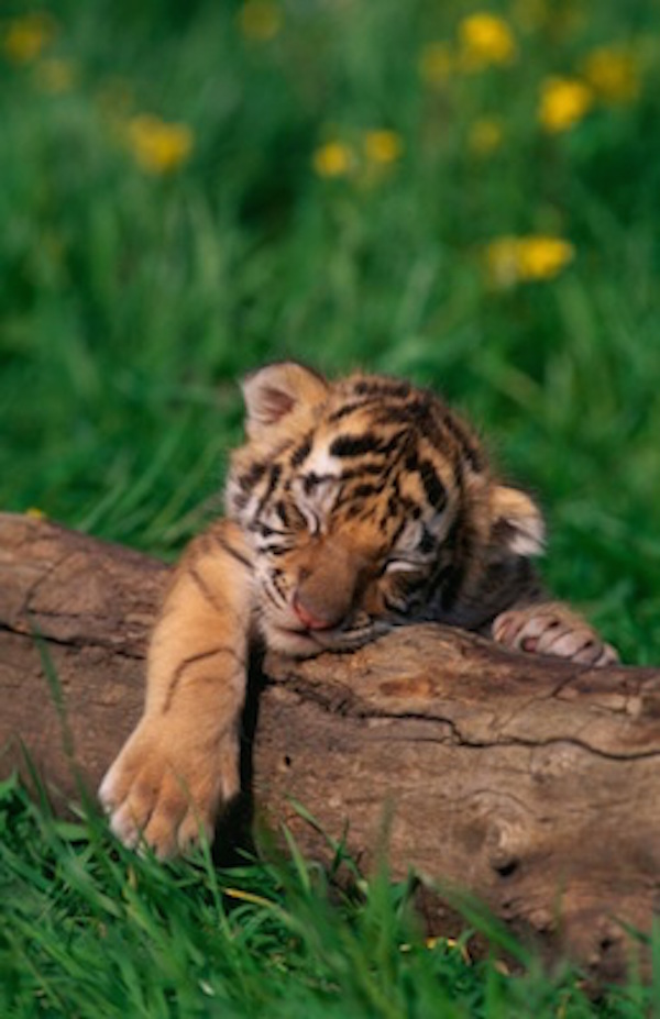 Bengal tiger cub interrupts play to have a nap. ©Getty Images