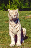 White tiger ©Getty Images