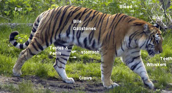 Tigers are killed for these body parts for use in medicines. However, modern pharmacy can make medicines without killing endangered animals. Image ©Getty