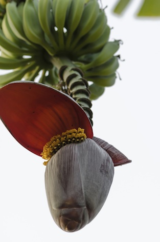 Banana trees originated in tropical rainforest. ©Getty Images