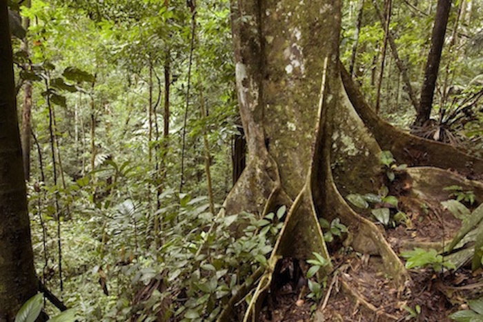 Buttress roots on a tree in the Amazon rainforest. ©Getty Images