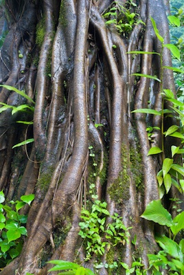 Prop roots grow from the trunk as extra support. ©Getty Images