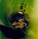 Tiny frog in a bromiliad 'well'. ©Getty Images