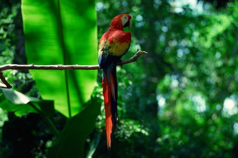 Tropical Rainforest — kidcyber